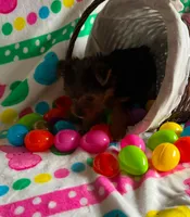 Biscuit , a male Yorkshire Terrier for sale in Cadillac, MI – Photo 1 of 3