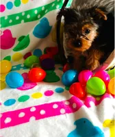 Biscuit , a male Yorkshire Terrier for sale in Cadillac, MI – Photo 2 of 3