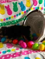 Biscuit , a male Yorkshire Terrier for sale in Cadillac, MI – Photo 3 of 3