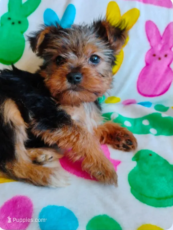 Biscuit  – Yorkshire Terrier puppy for sale in Cadillac, MI