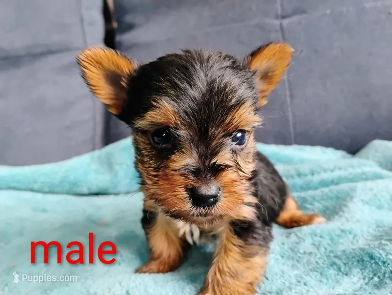 Biscuit  – Yorkshire Terrier puppy for sale in Cadillac, MI