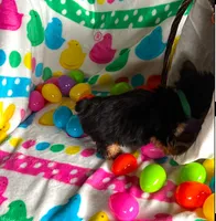 Charlie, a male Yorkshire Terrier for sale in Cadillac, MI – Photo 2 of 2