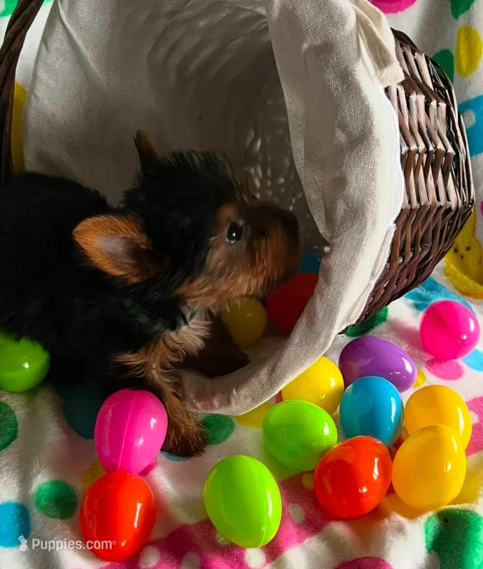Charlie – Yorkshire Terrier puppy for sale in Cadillac, MI