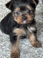 Princess, a female Yorkshire Terrier for sale in Cadillac, MI – Photo 1 of 2