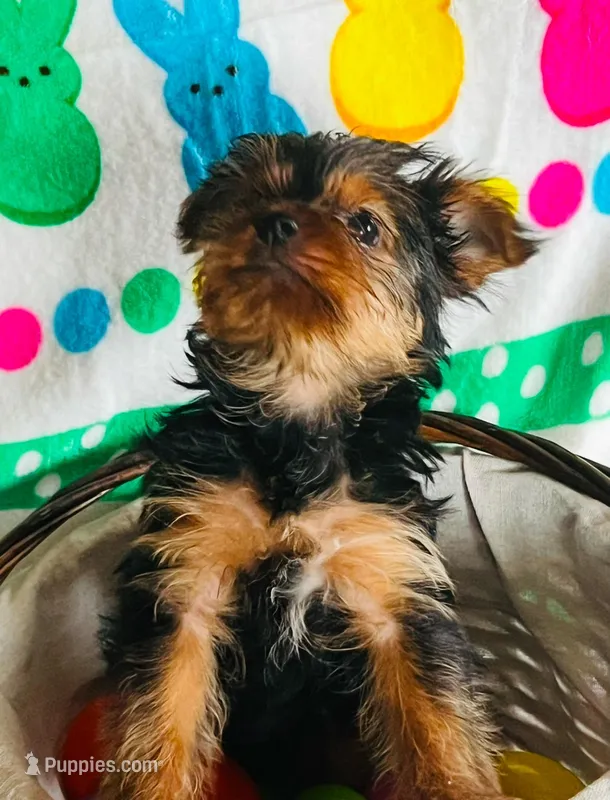 Princess – Yorkshire Terrier puppy for sale in Cadillac, MI