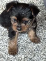 Princess, a female Yorkshire Terrier for sale in Cadillac, MI – Photo 2 of 2