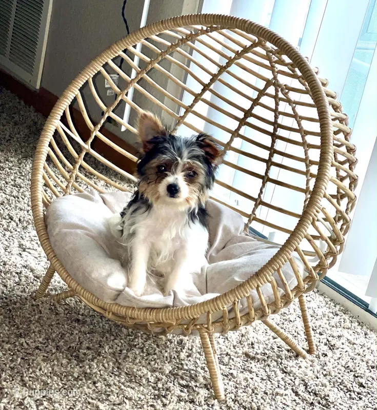 Mia – Yorkshire Terrier puppy for sale in Cadillac, MI