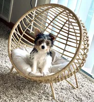 Mia, a female Yorkshire Terrier for sale in Cadillac, MI – 1 of 4