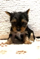 Aphrodite, a female Yorkshire Terrier for sale in Cadillac, MI – 2 of 3