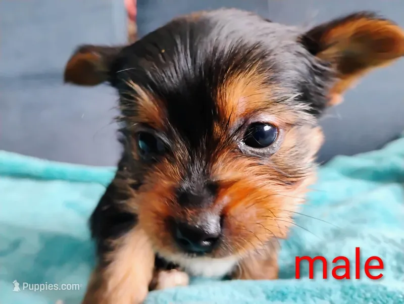Ollie – Yorkshire Terrier puppy for sale in Cadillac, MI