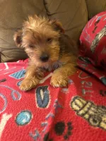 Oliver, a male Yorkshire Terrier for sale in Cadillac, MI – 2 of 7