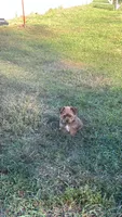 Teddy, a male Yorkshire Terrier for sale in Cadillac, MI – 2 of 2