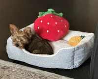 Buddy, a male Yorkshire Terrier for sale in Cadillac, MI – Photo 2 of 3