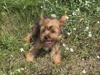 Buddy, a male Yorkshire Terrier for sale in Cadillac, MI – Photo 1 of 3