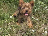 Buddy, a male Yorkshire Terrier for sale in Cadillac, MI – Photo 3 of 3