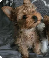 Tank, a male Yorkshire Terrier for sale in Cadillac, MI – Photo 2 of 4