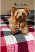 Tank, a male Yorkshire Terrier for sale in Cadillac, MI – Photo 4 of 4