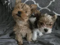 Tank, a male Yorkshire Terrier for sale in Cadillac, MI – Photo 1 of 4