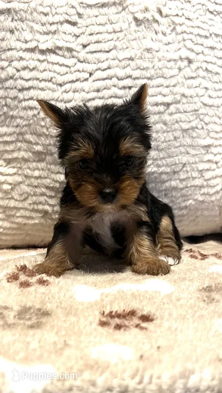 Aries – Yorkshire Terrier puppy for sale in Cadillac, MI