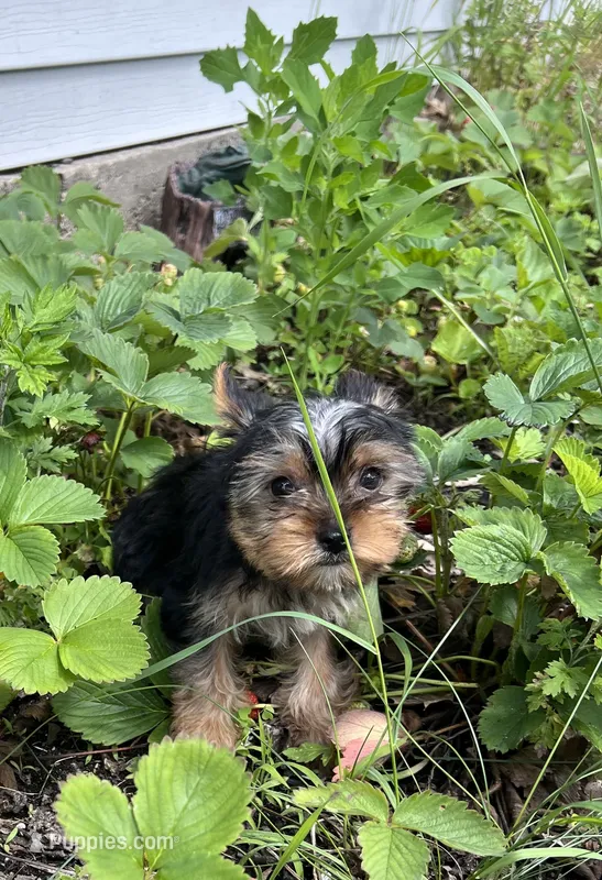 Rosie – Yorkshire Terrier puppy for sale in Cadillac, MI