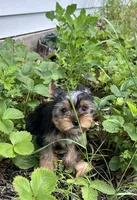 Rosie, a female Yorkshire Terrier for sale in Cadillac, MI – 1 of 2