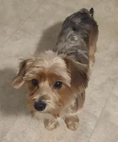 Bella, a female Yorkshire Terrier for sale in Cadillac, MI – 2 of 2