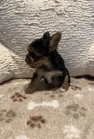 Aphrodite, a female Yorkshire Terrier for sale in Cadillac, MI – 3 of 3