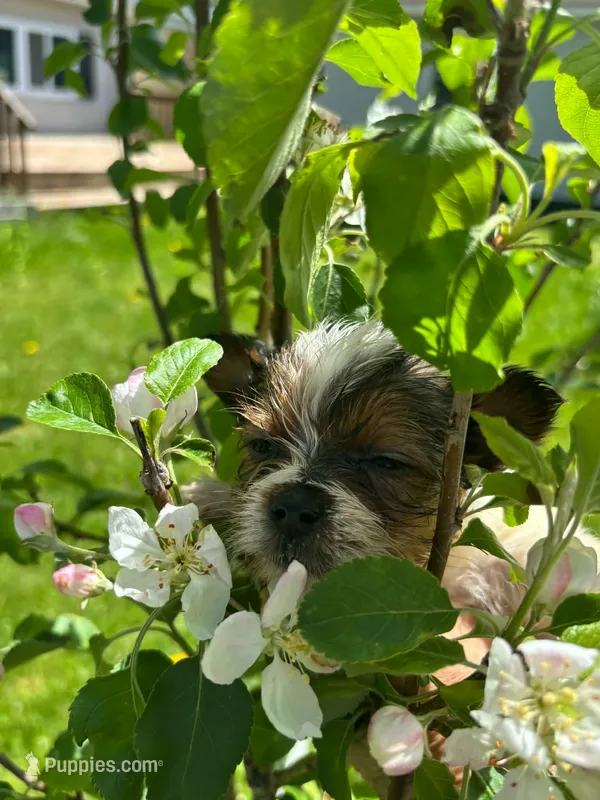 Astraea – Yorkshire Terrier puppy for sale in Cadillac, MI