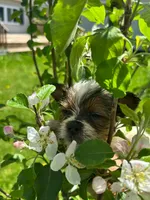Astraea, a female Yorkshire Terrier for sale in Cadillac, MI – 1 of 3