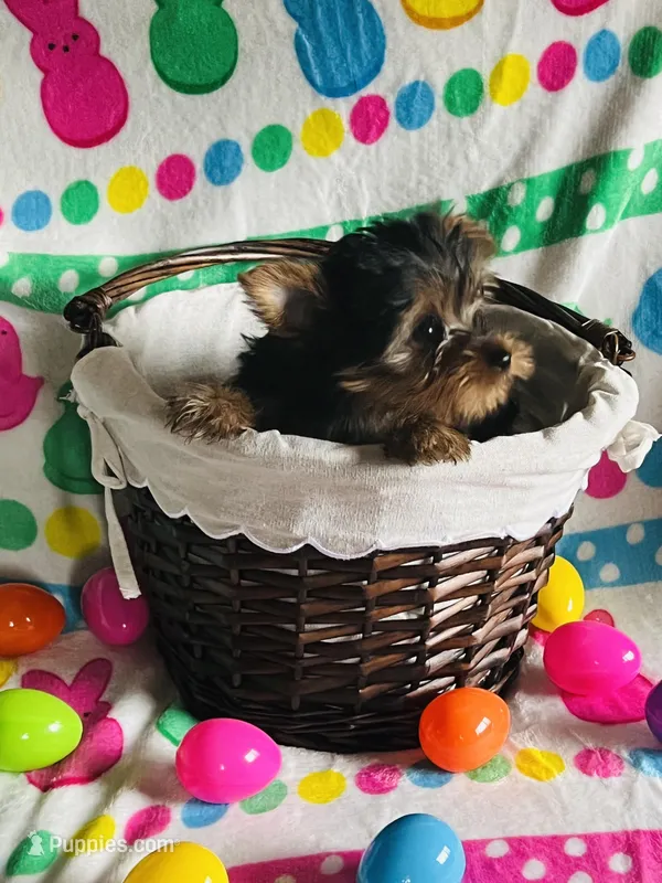 Scooter – Yorkshire Terrier puppy for sale in Cadillac, MI