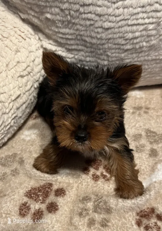 Apollo – Yorkshire Terrier puppy for sale in Cadillac, MI