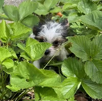Rascal, a male Yorkshire Terrier for sale in Cadillac, MI – 2 of 2