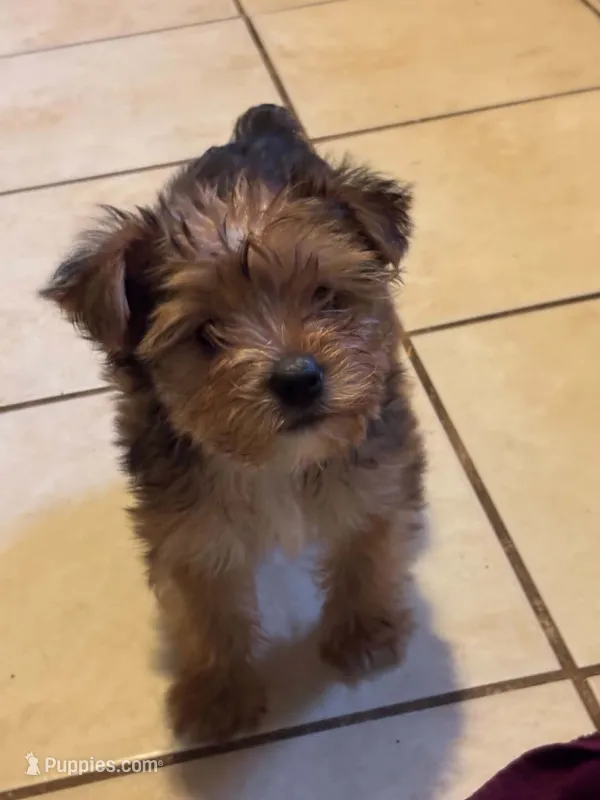 Oliver – Yorkshire Terrier puppy for sale in Cadillac, MI