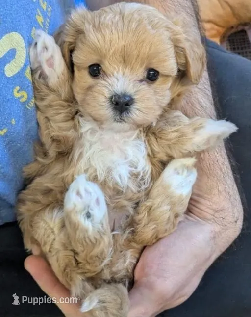 Yoyo – Maltipoo puppy for sale in Los Angeles, CA