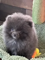 Blue Belle, a female Pomeranian for sale in Webb City, MO – Photo 7 of 10