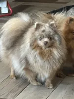 Blue Belle, a female Pomeranian for sale in Webb City, MO – Photo 10 of 10