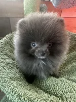 Blue Belle, a female Pomeranian for sale in Webb City, MO – Photo 1 of 10