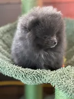 Blue Belle, a female Pomeranian for sale in Webb City, MO – Photo 5 of 10