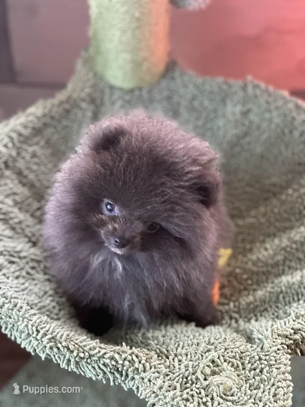 Blue Belle – Pomeranian puppy on hold in Webb City, MO