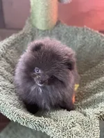 Blue Belle, a female Pomeranian for sale in Webb City, MO – Photo 2 of 10