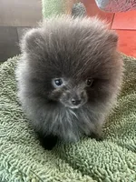 Blue Belle, a female Pomeranian for sale in Webb City, MO – Photo 6 of 10
