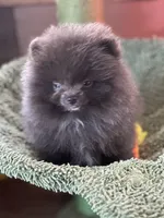 Blue Belle, a female Pomeranian for sale in Webb City, MO – Photo 9 of 10