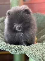 Blue Belle, a female Pomeranian for sale in Webb City, MO – Photo 4 of 10