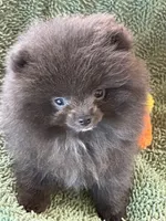 Tiny Diva Doll, a female Pomeranian for sale in Webb City, MO – Photo 5 of 7