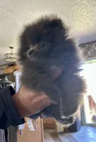 Tiny Diva Doll, a female Pomeranian for sale in Webb City, MO – Photo 6 of 7