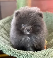 Tiny Diva Doll, a female Pomeranian for sale in Webb City, MO – Photo 4 of 7