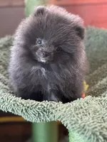 Tiny Diva Doll, a female Pomeranian for sale in Webb City, MO – Photo 1 of 7
