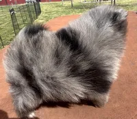 Teddy, a male Pomeranian for sale in Webb City, MO – Photo 6 of 9