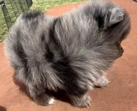 Teddy, a male Pomeranian for sale in Webb City, MO – Photo 1 of 9