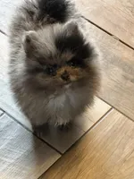 Teddy, a male Pomeranian for sale in Webb City, MO – Photo 9 of 9